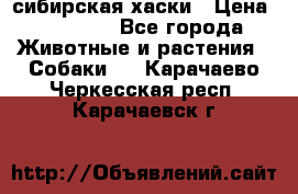 l: сибирская хаски › Цена ­ 10 000 - Все города Животные и растения » Собаки   . Карачаево-Черкесская респ.,Карачаевск г.